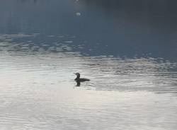 lago ceresio cormorani