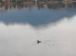 lago ceresio cormorani