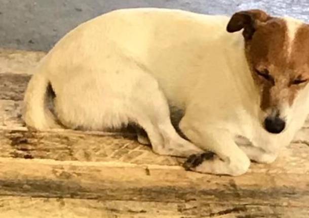 Nina si è persa a Calcinate
