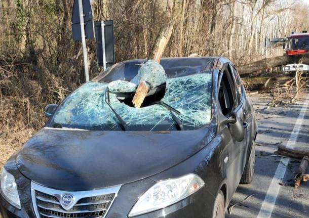 Rami spezzati dal vento distruggono il parabrezza di un'auto