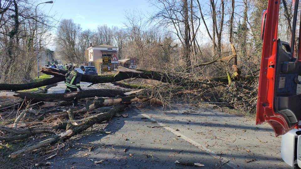 Rami spezzati dal vento distruggono il parabrezza di un'auto