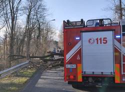 Rami spezzati dal vento distruggono il parabrezza di un'auto