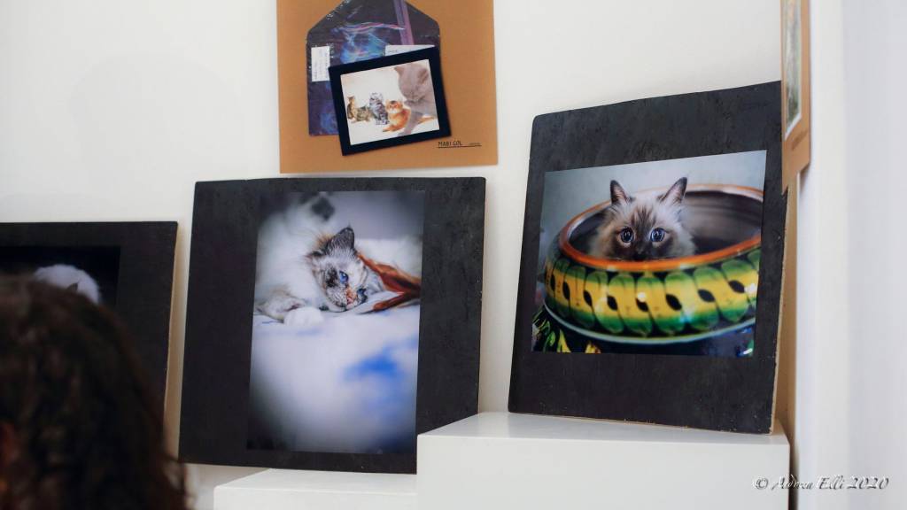 Una serata dedicata ai gatti al Museo della Ceramica (foto di Andrea Elli)