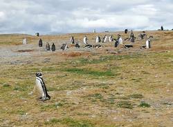 Viaggio lungo la costa dell'Argentina