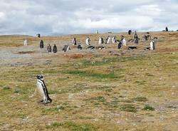 Viaggio lungo la costa dell'Argentina