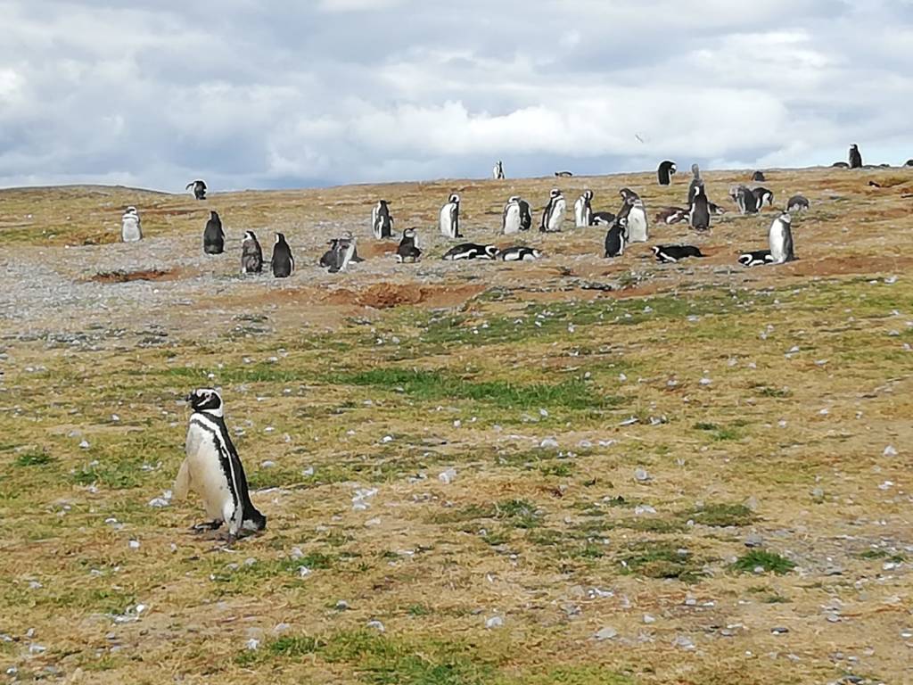 Viaggio lungo la costa dell'Argentina