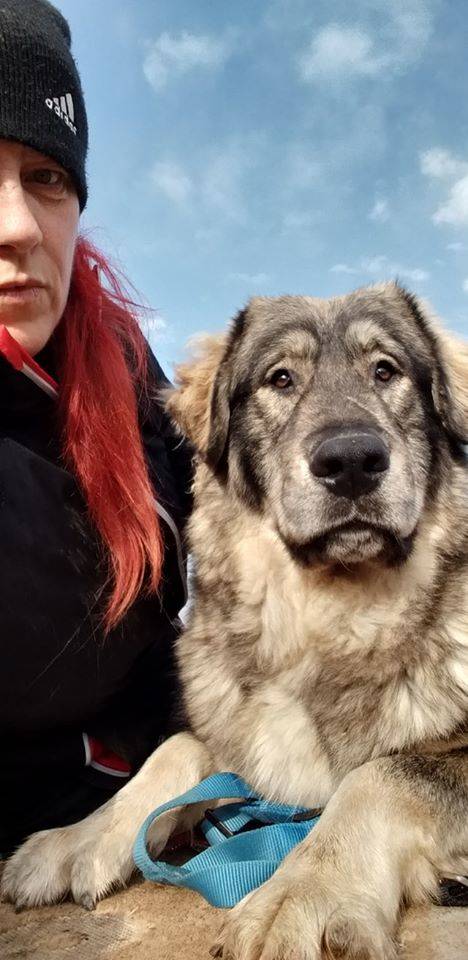 Yoghi e Bubu, i cani abbandonati a Gerenzano cercano casa