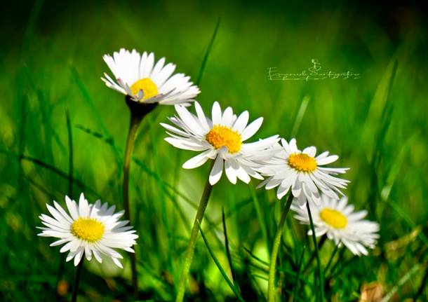 I fiori del mio giardino 