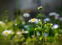 I fiori del mio giardino 