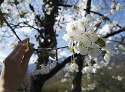 Il risveglio della primavera - Contest Parco Lura