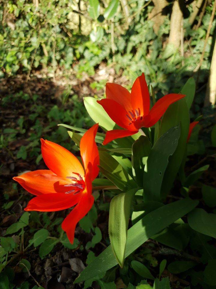 Il risveglio della primavera - Contest Parco Lura