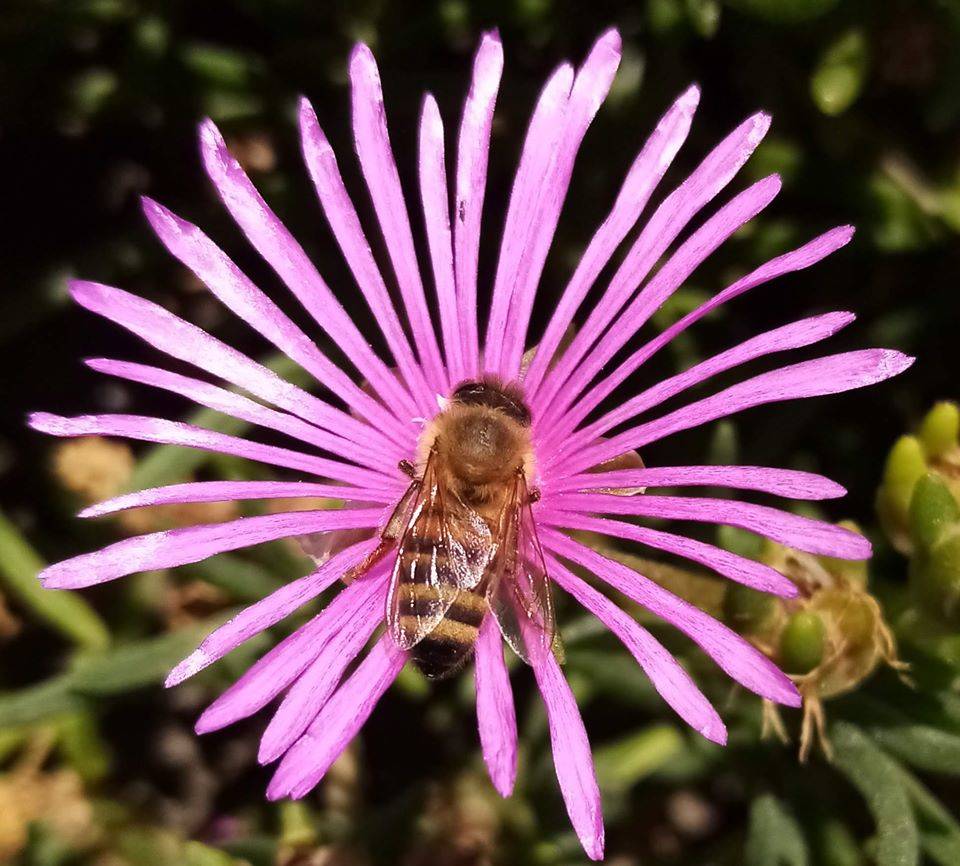 Il risveglio della primavera - Contest Parco Lura