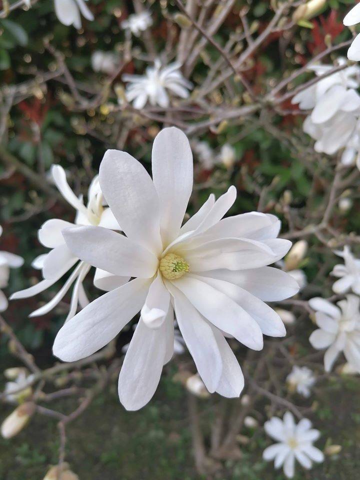 Il risveglio della primavera - Contest Parco Lura