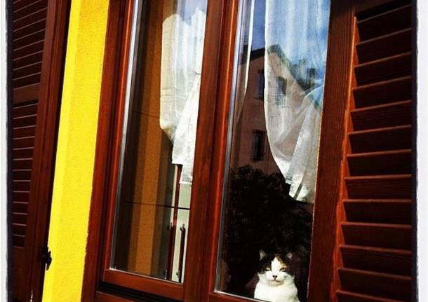 Kira, la gattina che ha “salvato” la sua padrona Sara