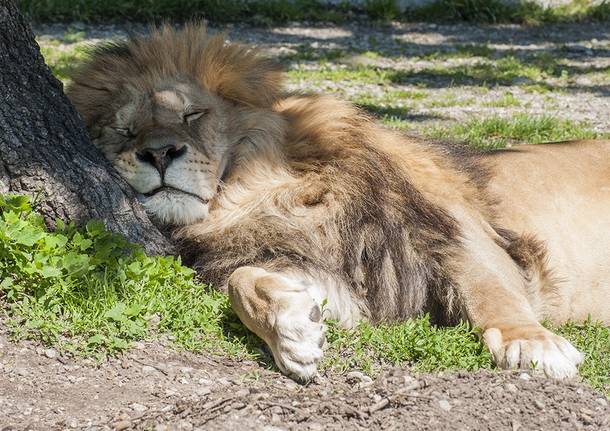 leone safari park