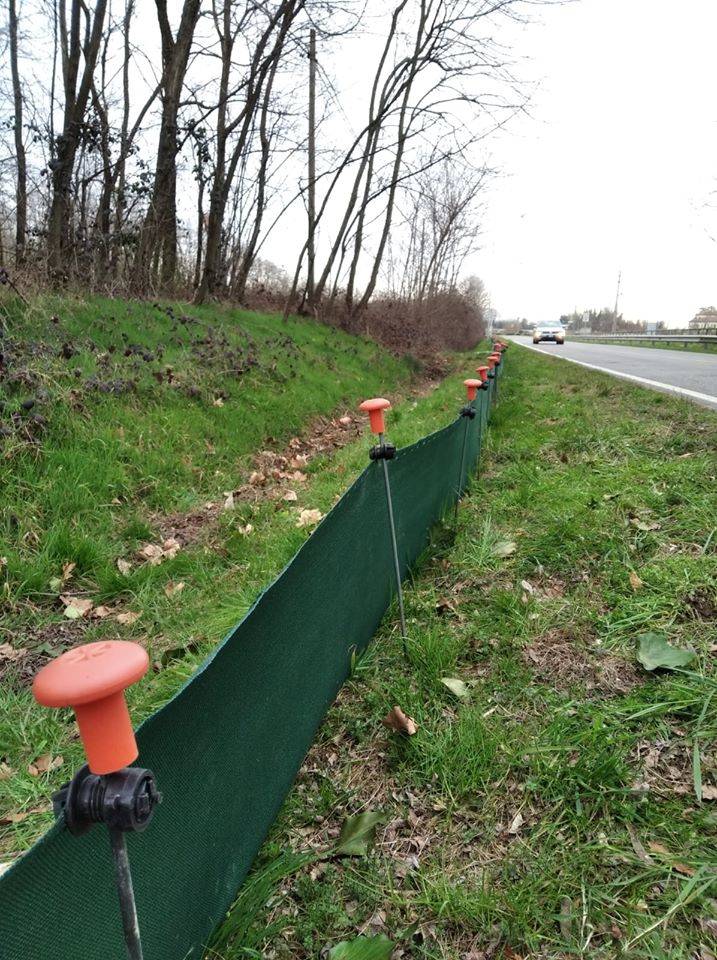 Parco delle Groane: posizionata la rete “salva rospi” nei pressi del laghetto Mirabello