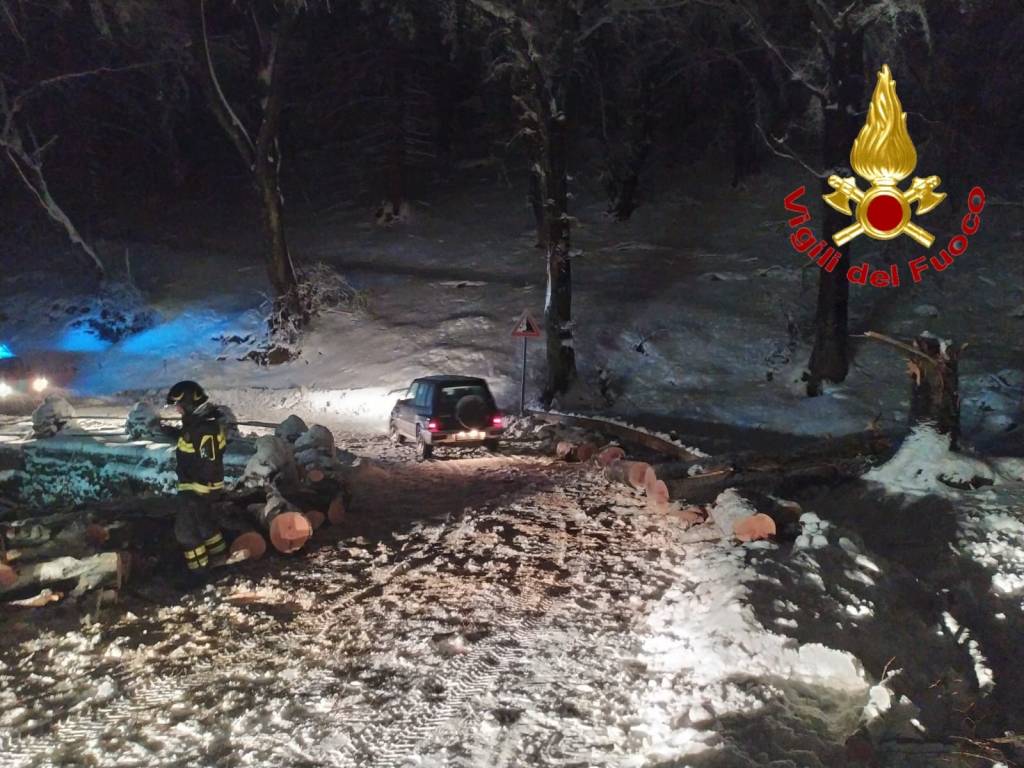Taglio pianta nel comune di Varese