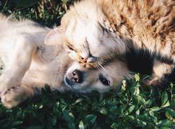 cane gatto