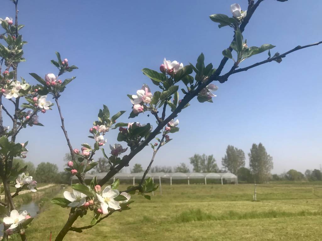 La primavera esplode