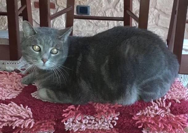 Aiutatemi a trovare Trilly