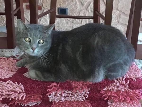 Aiutatemi a trovare Trilly