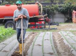contadino piccola poetica distribuzione
