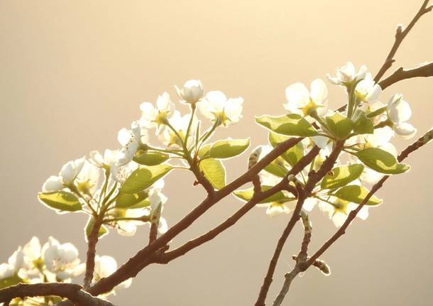 Fiori di pero - foto di Gianpietro Toniolo