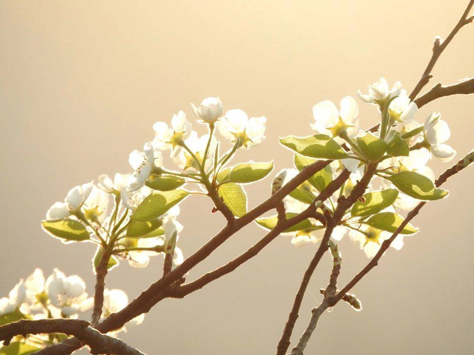 Fiori di pero - foto di Gianpietro Toniolo