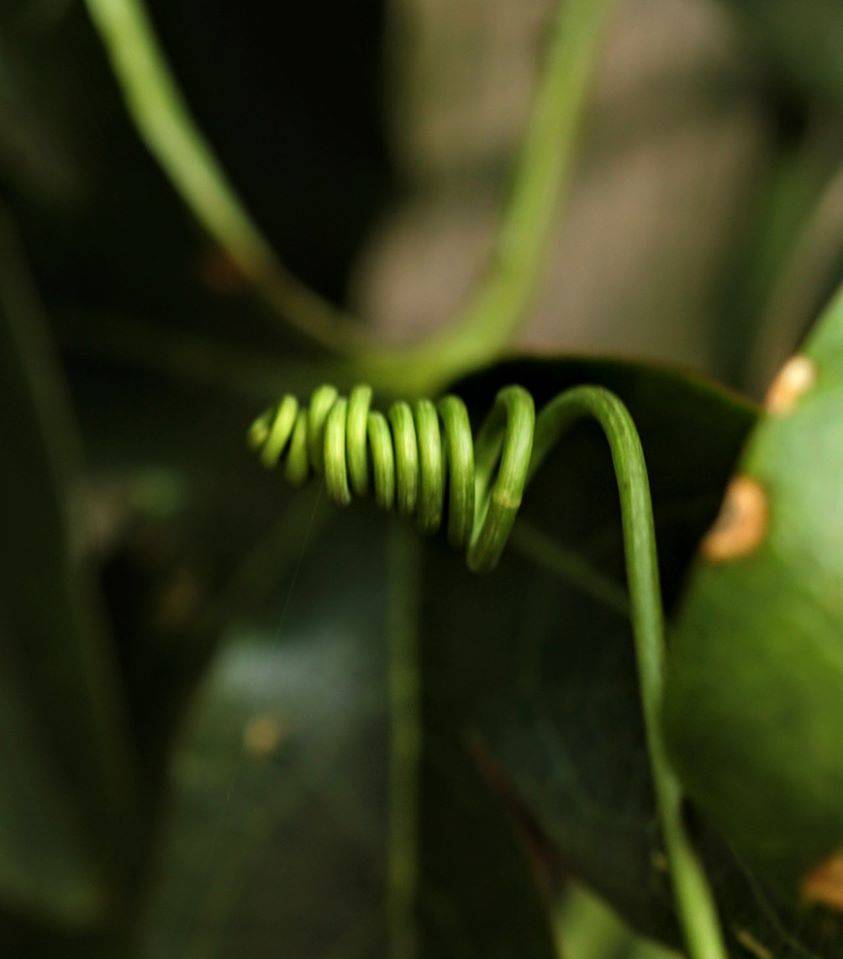 Forme della Natura Parco Lura