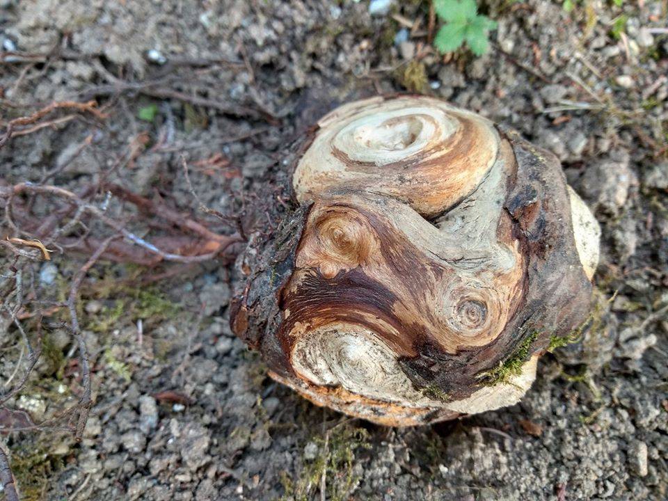 Forme della Natura Parco Lura