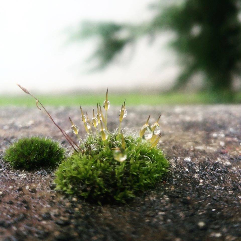 Forme della Natura Parco Lura
