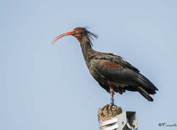 ibis eremita foto franco aresi