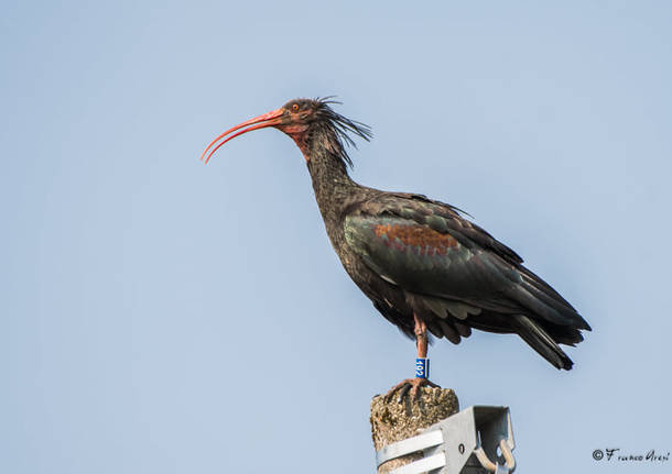 ibis eremita foto franco aresi