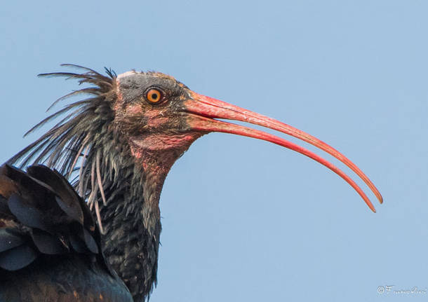 ibis eremita foto franco aresi