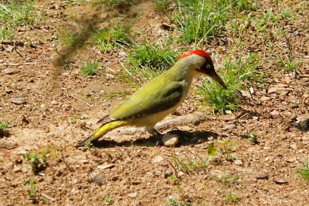 Il picchio del giardino del vicino è sempre più verde