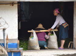 Nel profumo di caffè dello Yunnan