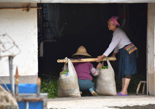 Nel profumo di caffè dello Yunnan