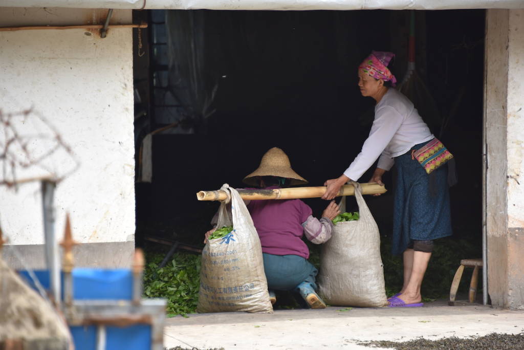 Nel profumo di caffè dello Yunnan