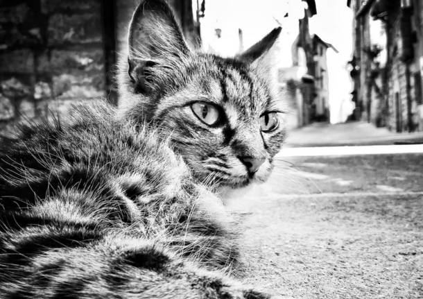 Saronno 2020