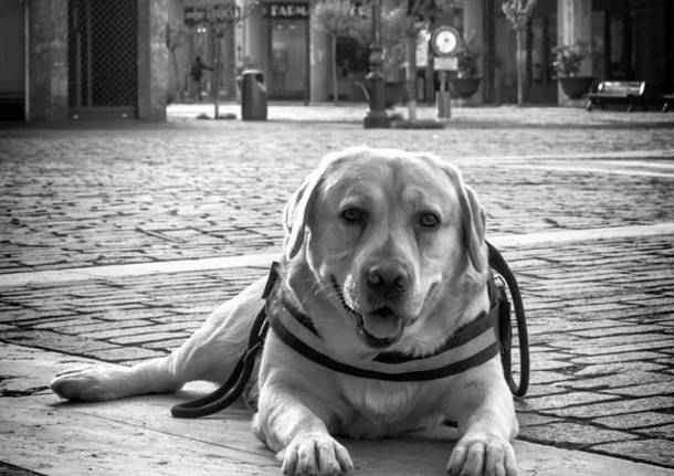 Solo come un cane (foto di Emanuele Santagostino)