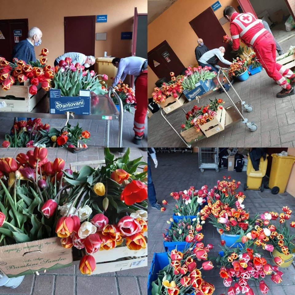 Tulipani in dono per la Focris