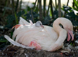 un cucciolo di fenicottero rosa è nato alle Cornelle