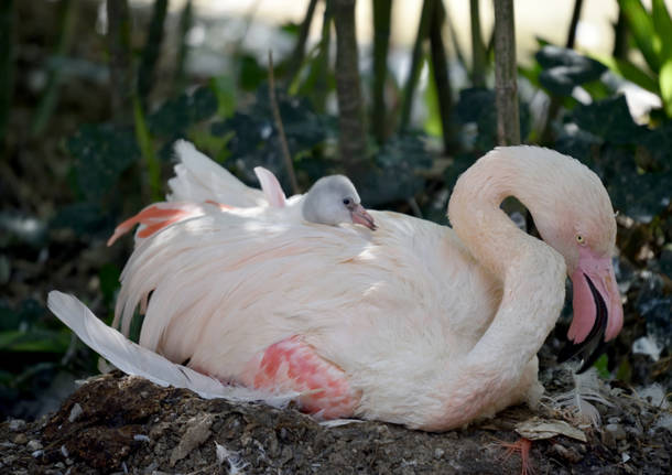 un cucciolo di fenicottero rosa è nato alle Cornelle
