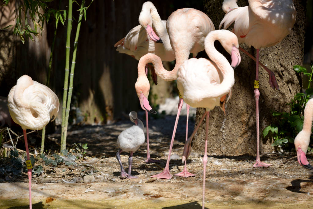 un cucciolo di fenicottero rosa è nato alle Cornelle