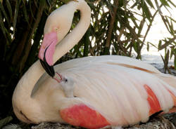 un cucciolo di fenicottero rosa è nato alle Cornelle