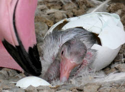 un cucciolo di fenicottero rosa è nato alle Cornelle