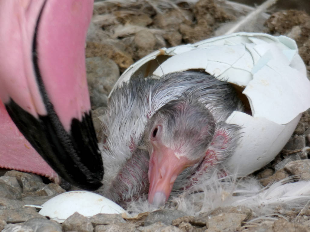 un cucciolo di fenicottero rosa è nato alle Cornelle