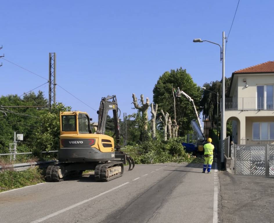 Abbattimento platani Orago