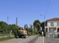 Abbattimento platani Orago