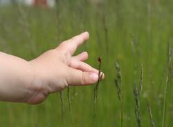 bambino coccinella